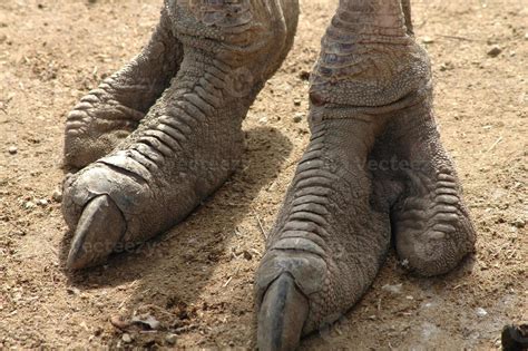 ostriches feet.